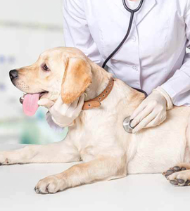 veterinary